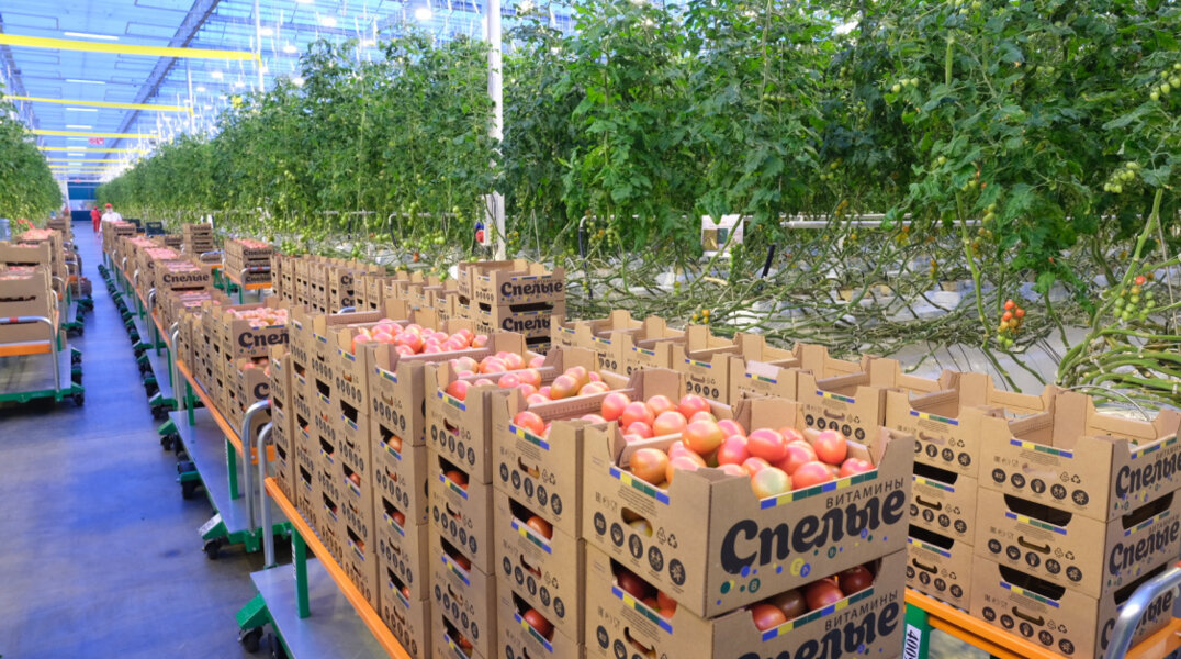 Пермский тепличный комплекс стал приносить прибыль