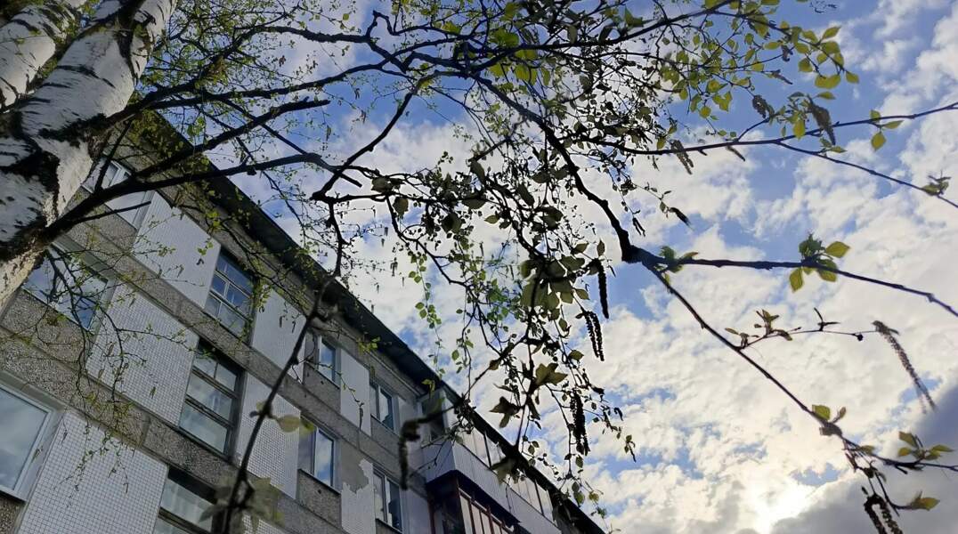 Концентрация пыльцы березы в воздухе Перми снизилась почти в 20 раз