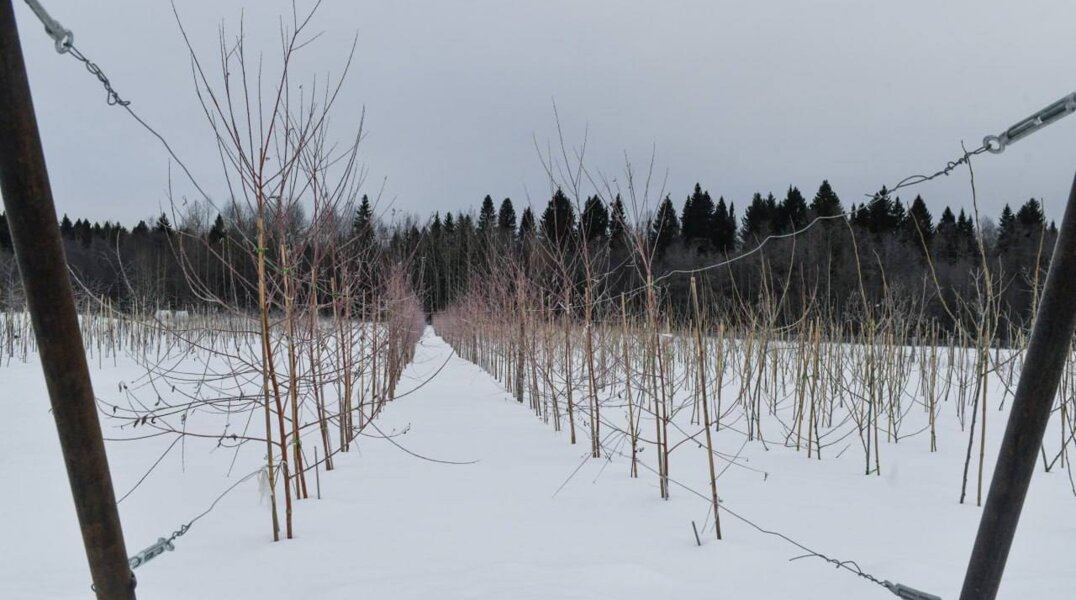 В Перми впервые высадят саженцы из собственного муниципального питомника