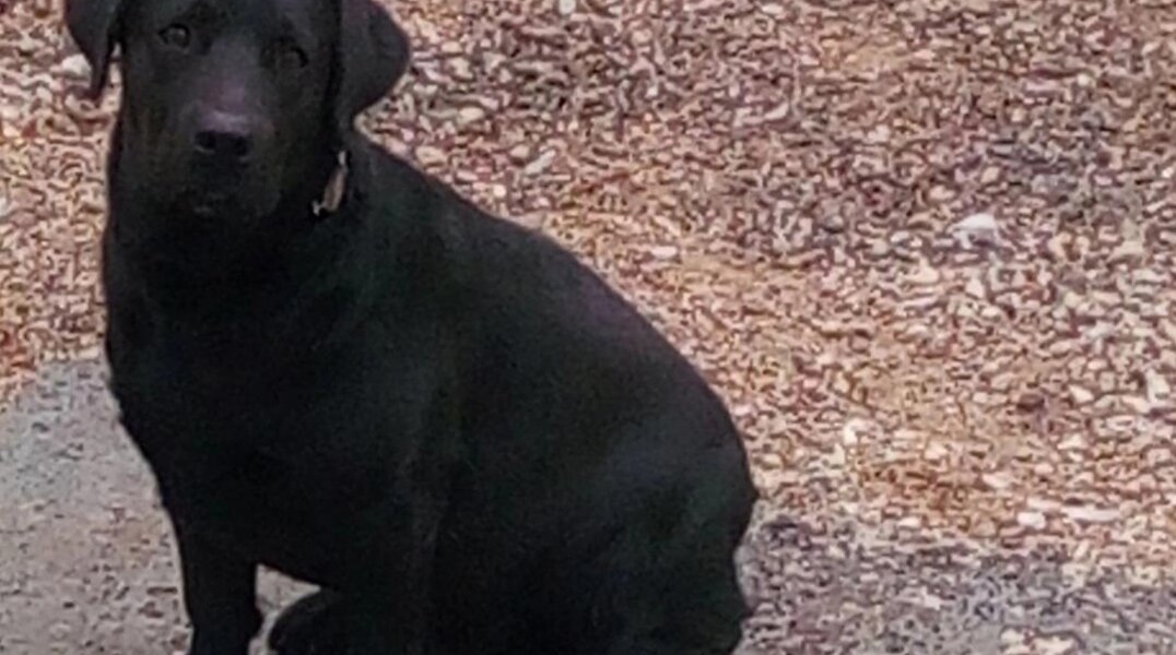 Пермский лабрадор сел на электричку и уехал в другой город