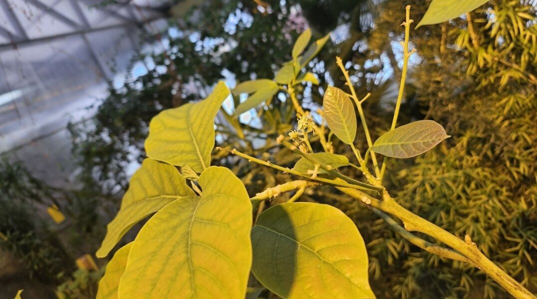 На севере Пермского края неожиданно зацвел авокадо