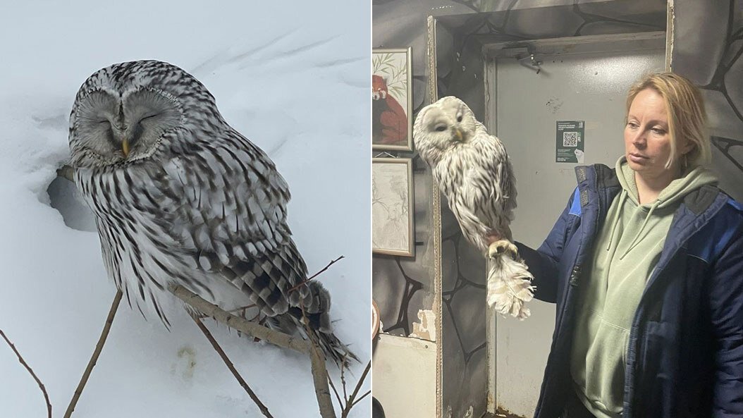 Пермяки спасли от гибели редкую краснокнижную неясыть