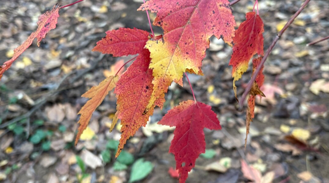 В Перми на выходных ожидается холодная и дождливая погода