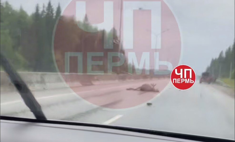 В Мотовилихе водитель «Лады Весты» сбил насмерть лося