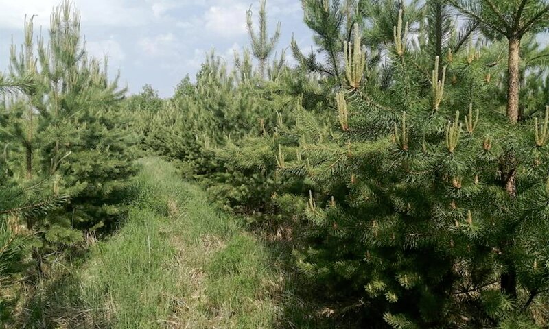 Пермяк украл 140 железобетонных плит, чтобы построить дорогу к своей даче