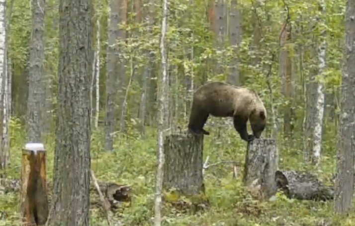 В Пермском крае на фотоловушку попался медведь, пришедший лизать соль. Видео