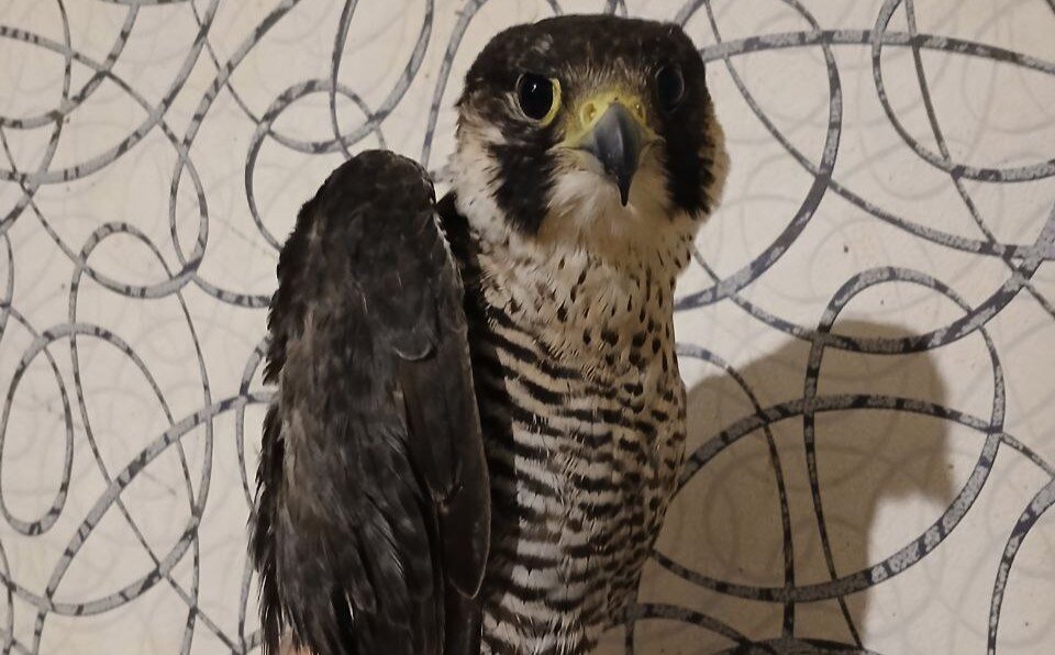 Спасенному в Березниках соколу дали имя