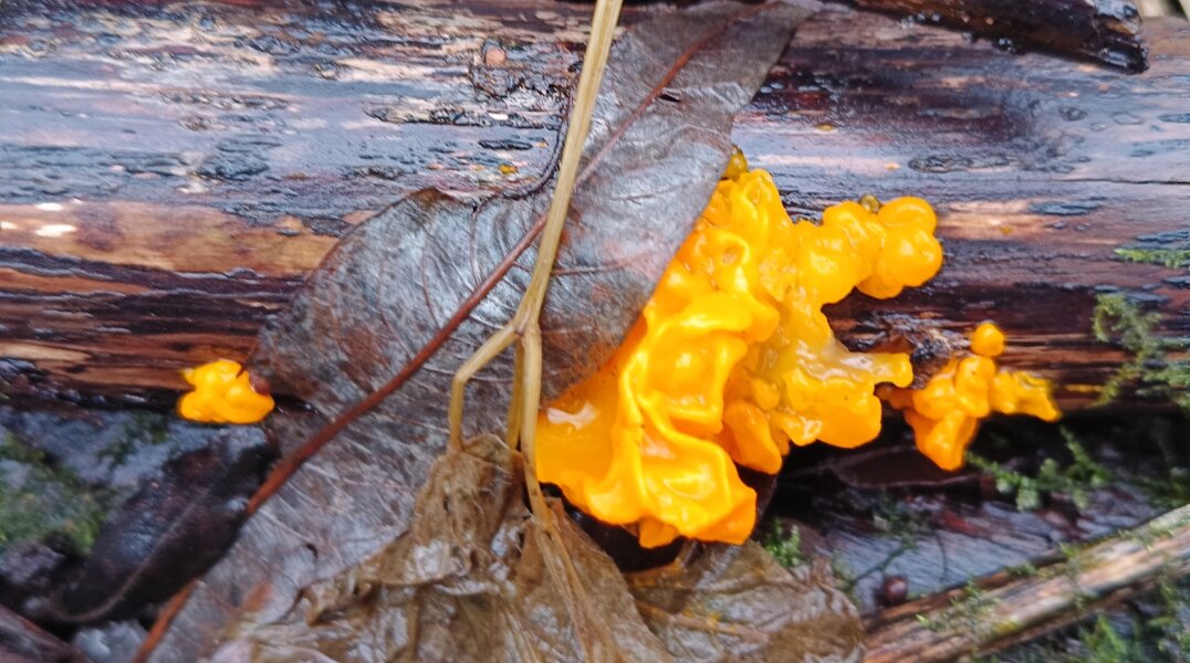 В Перми обнаружили необычный оранжевый гриб