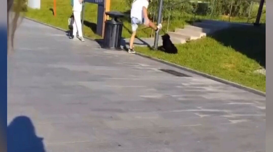 На набережной в центре Перми жестоко избили собаку