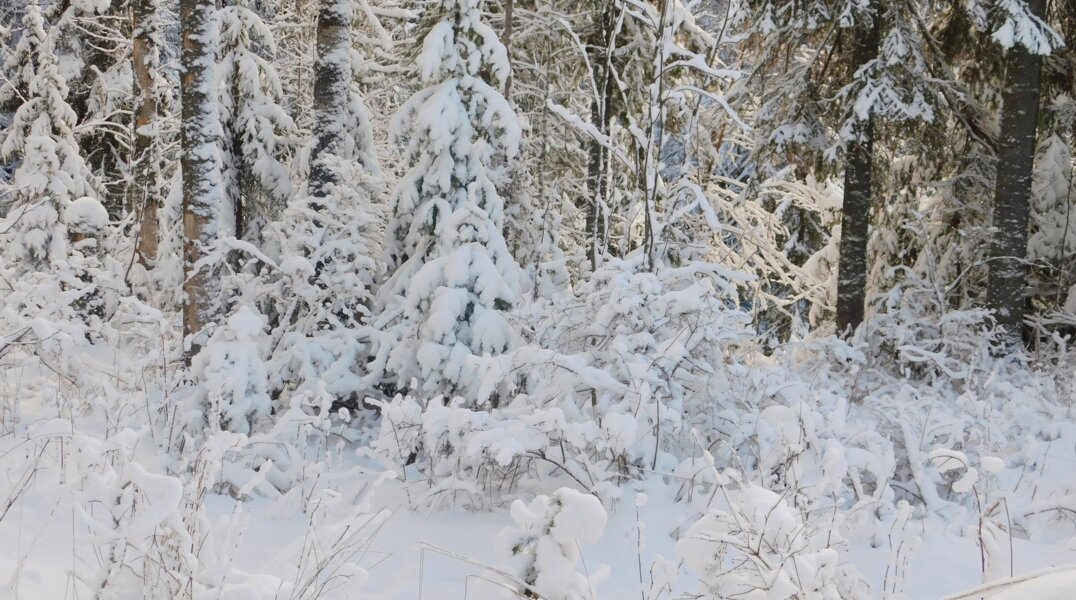 На севере Пермского края высота снежного покрова перевалила отметку в 50 сантиметров