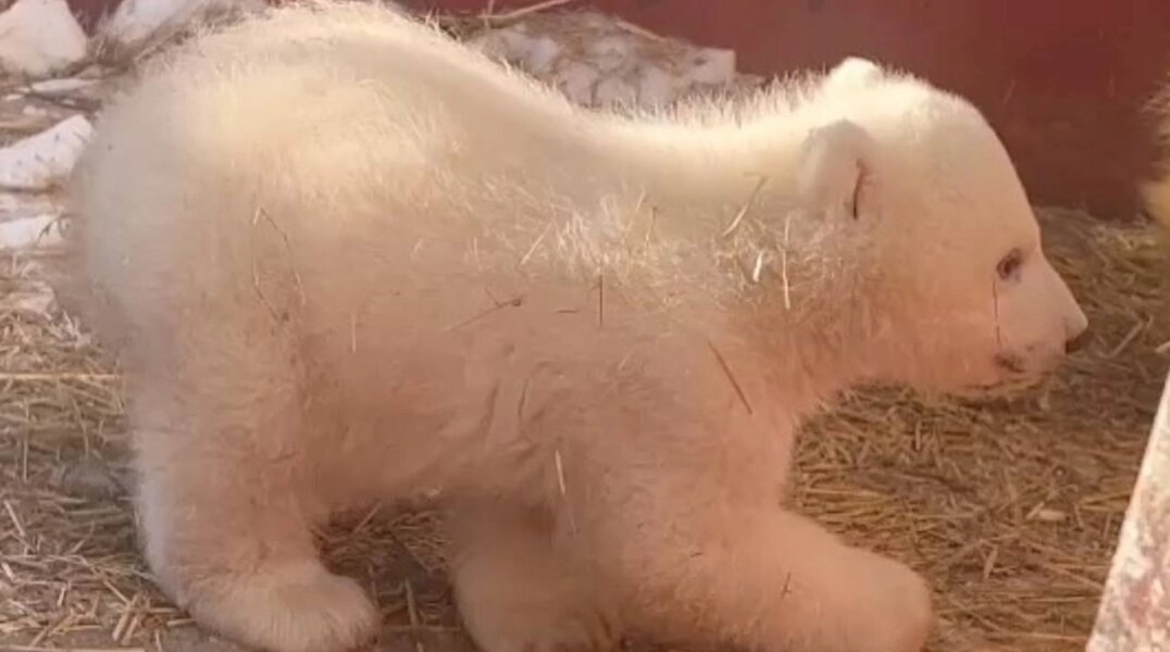 В Пермском зоопарке открыли голосование за имя новорожденной белой медведицы