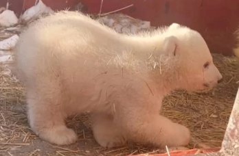 В Пермском зоопарке открыли голосование за имя новорожденной белой медведицы