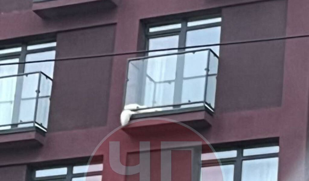 Пермяки беспокоятся за жизнь собаки самоеда, который ютится на маленьком балконе высотки