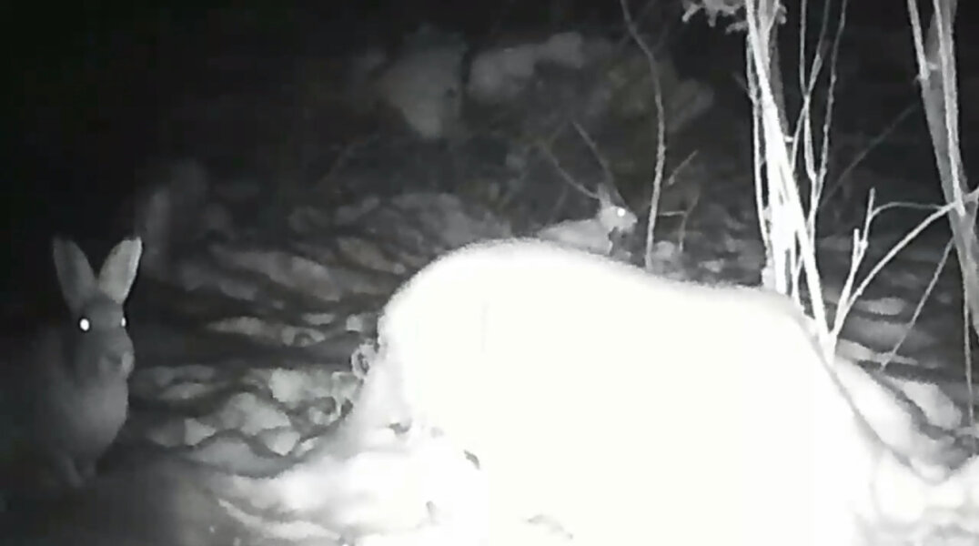 В Пермском крае фотоловушка поймала семейство зайцев