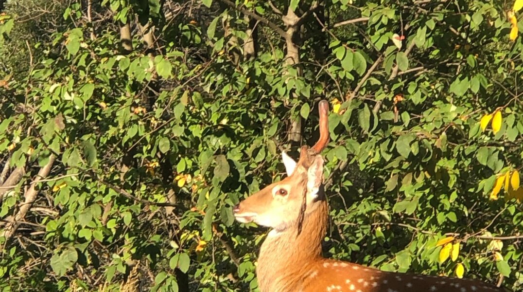 Из частного зоопарка в Перми сбежал олень