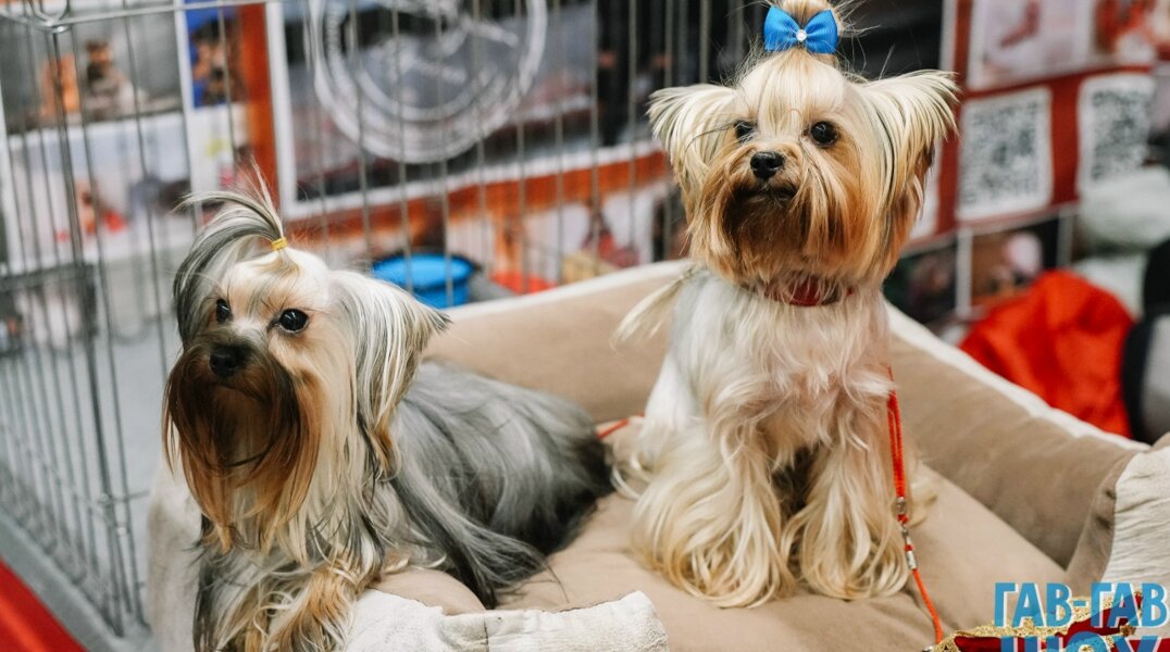 В феврале в Перми пройдет выставка собак и «ГАВ-ГАВ ШОУ»