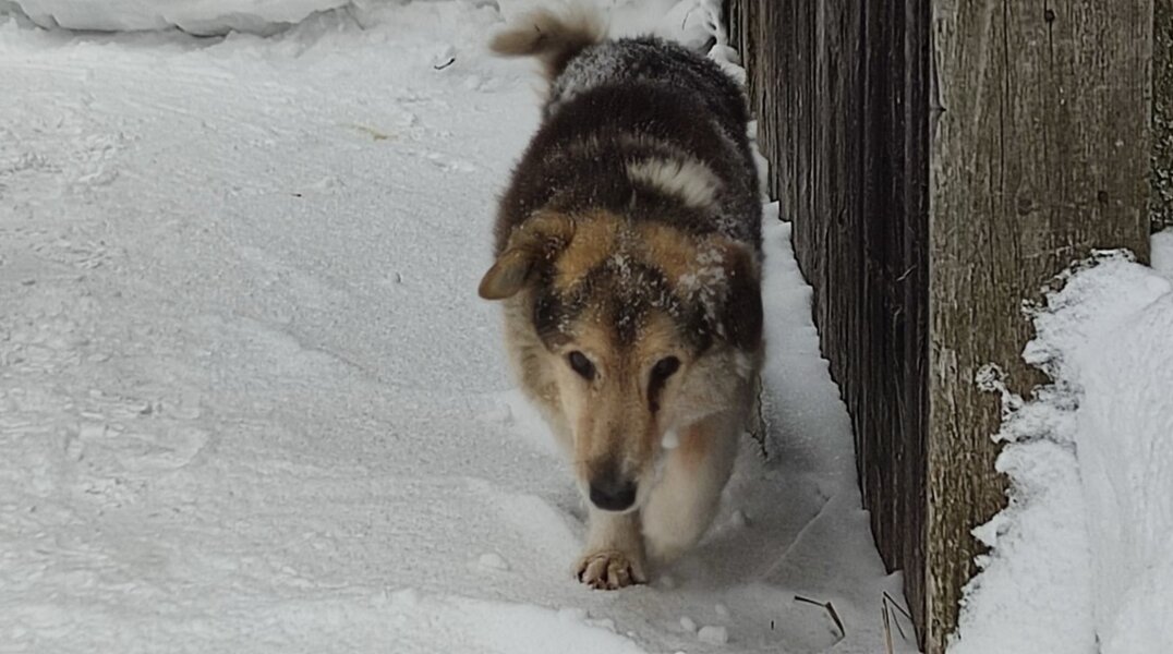 В Прикамье на строительство муниципального приюта для животных выделят 44 млн рублей