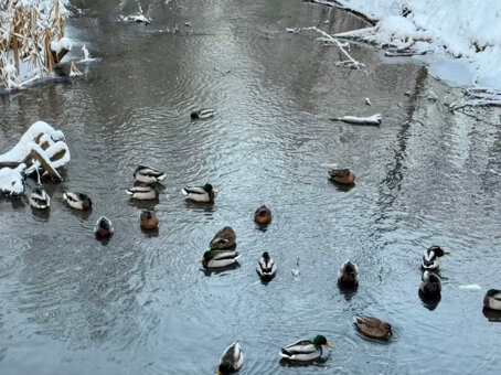 Созерцай. SLOW TV