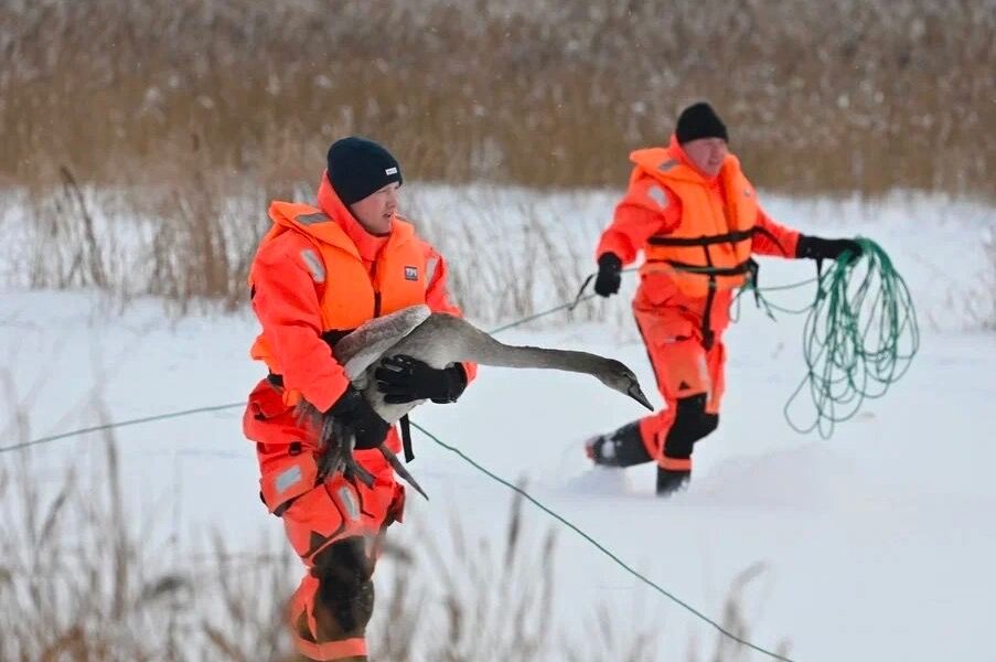 В Пермском районе спасли ослабевших лебедей