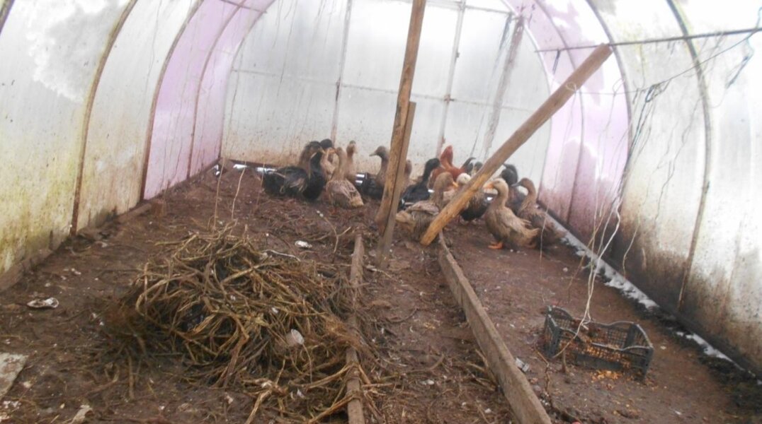 Жительницу Прикамья оштрафовали за содержание домашней птицы в теплице