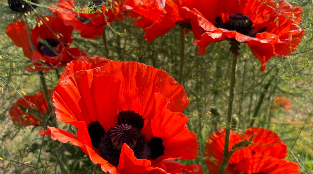 В Прикамье обнаружили плантации наркосодержащих растений