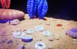 Животные-пончики, каска Победы и Дом гениев. Уникальности музеев малых городов Прикамья