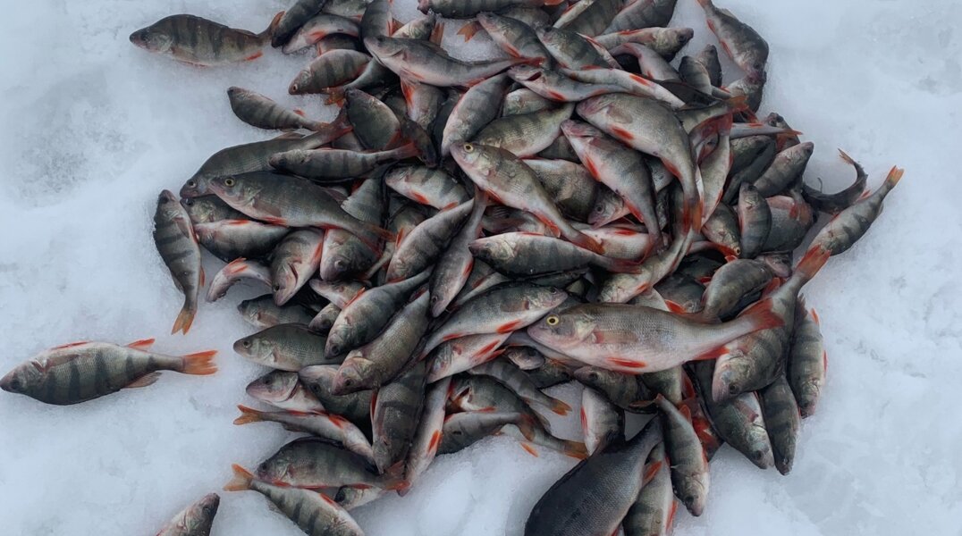 В Прикамье рыбак поймал 14 кг окуней