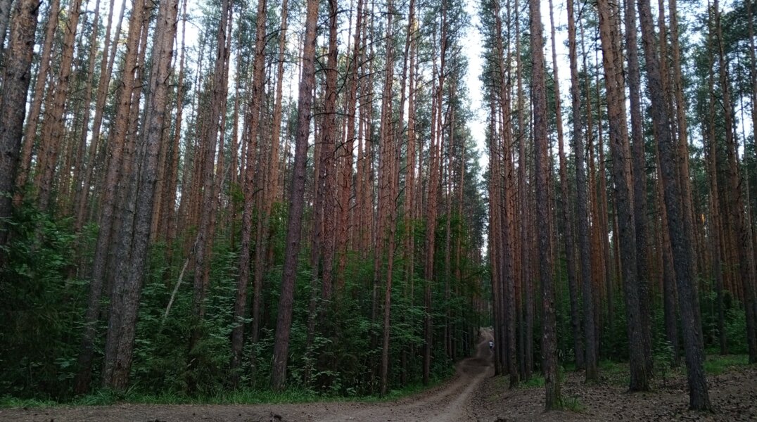Бегунов и велосипедистов призвали к осторожности при прогулках в Черняевском лесу Перми
