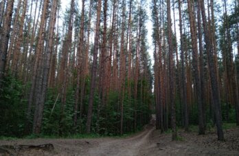  В Чусовом ищут 8-летнюю девочку, пропавшую по дороге в школу