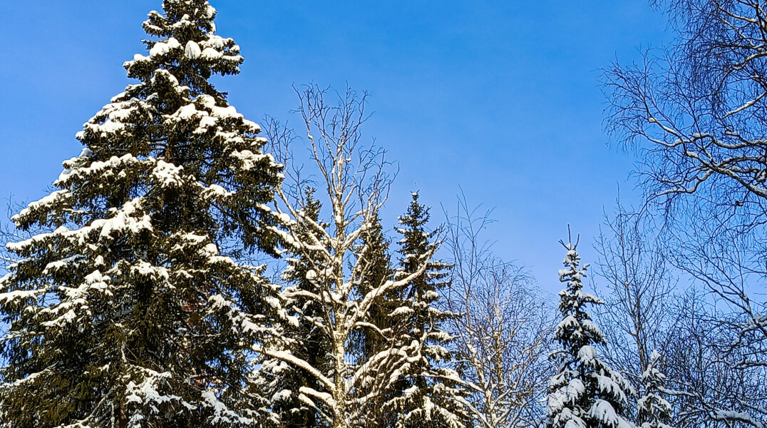 Из Перми контрабандой вывезли древесину на 13 миллионов рублей