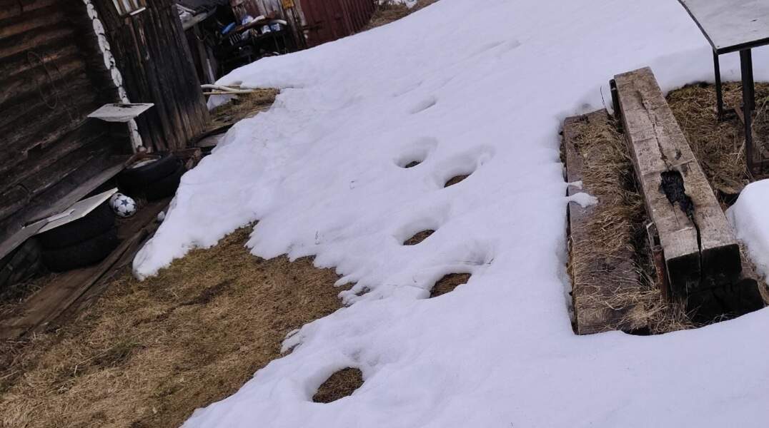 Пермячку напугали огромные следы медведя на даче