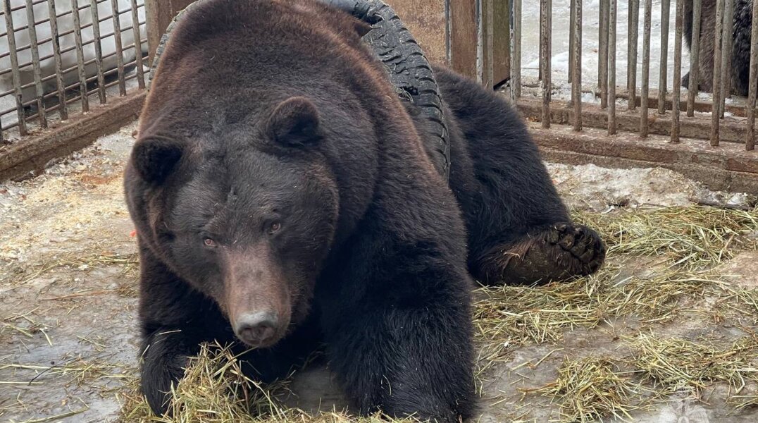 В Подмосковье упитанный медведь застрял в автомобильной покрышке