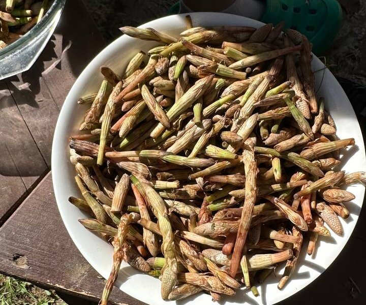 Известный travel-блогер снимет мини-фильм о коми-пермяцких деликатесах. Фото, видео