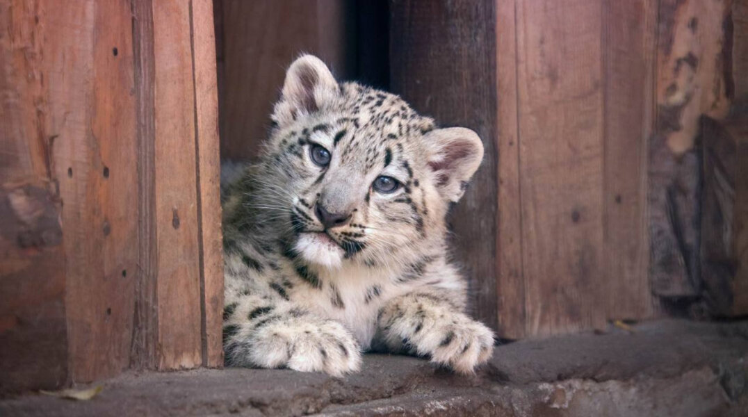 Пермский зоопарк завершает свою деятельность на старой территории
