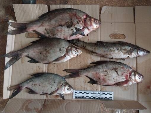 Пермяк может лишиться свободы из-за четырех лещей и судака