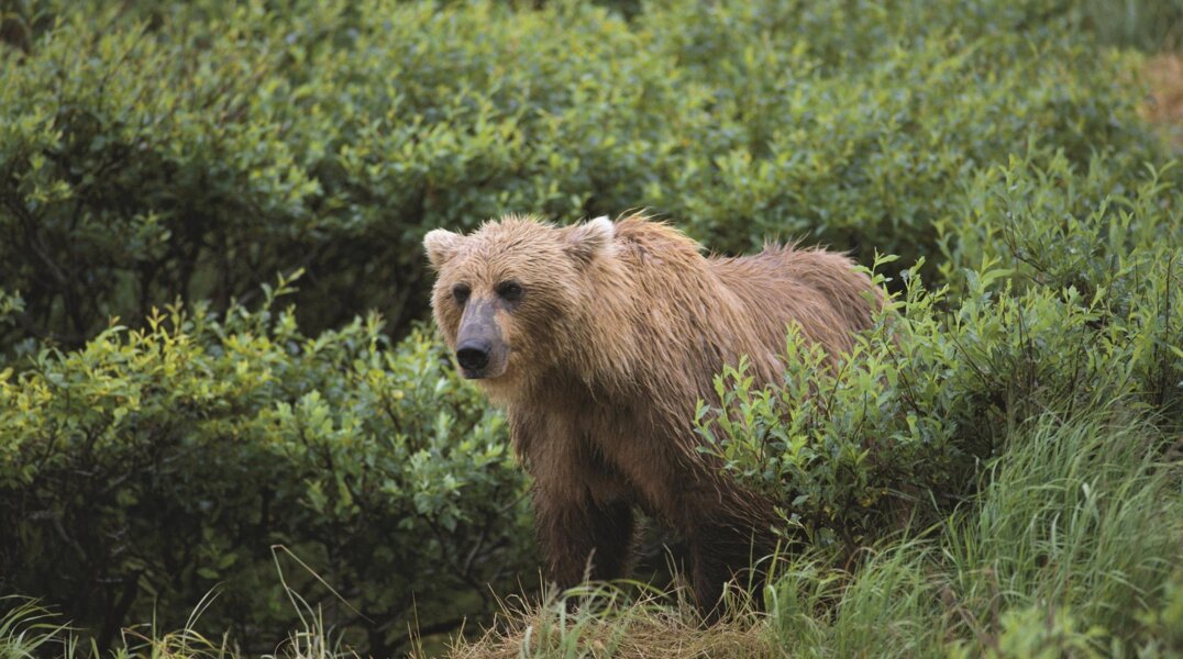 Жителей Забайкальского края призвали не скрывать факт употребления мяса медведя