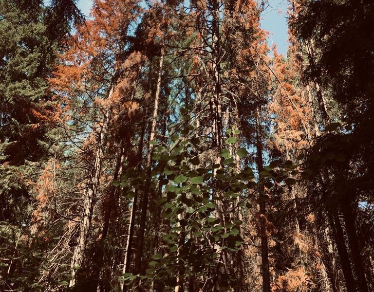 Опасный жук-короед подбирается к северу Пермского края