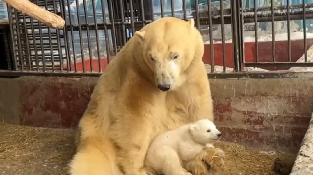 Пермякам предложили придумать кличку белому медвежонку в зоопарке