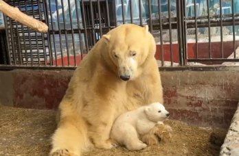 Пермякам предложили придумать кличку белому медвежонку в зоопарке