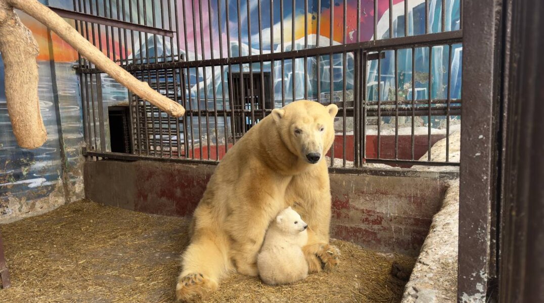 В Перми отобрали десять вариантов клички для белого медвежонка в зоопарке