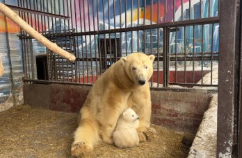 Жители Прикамья выбрали имя для малышки-медведицы Пермского зоопарка