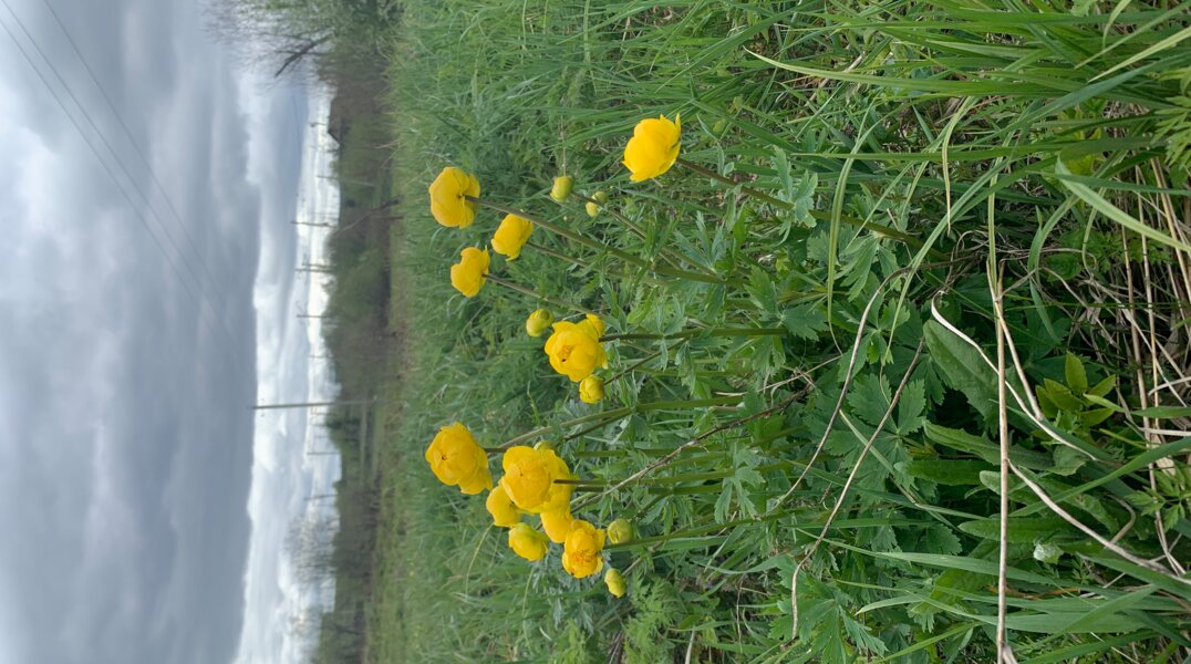Министерство лесного хозяйства утвердило список краснокнижных растений и животных Пермского края