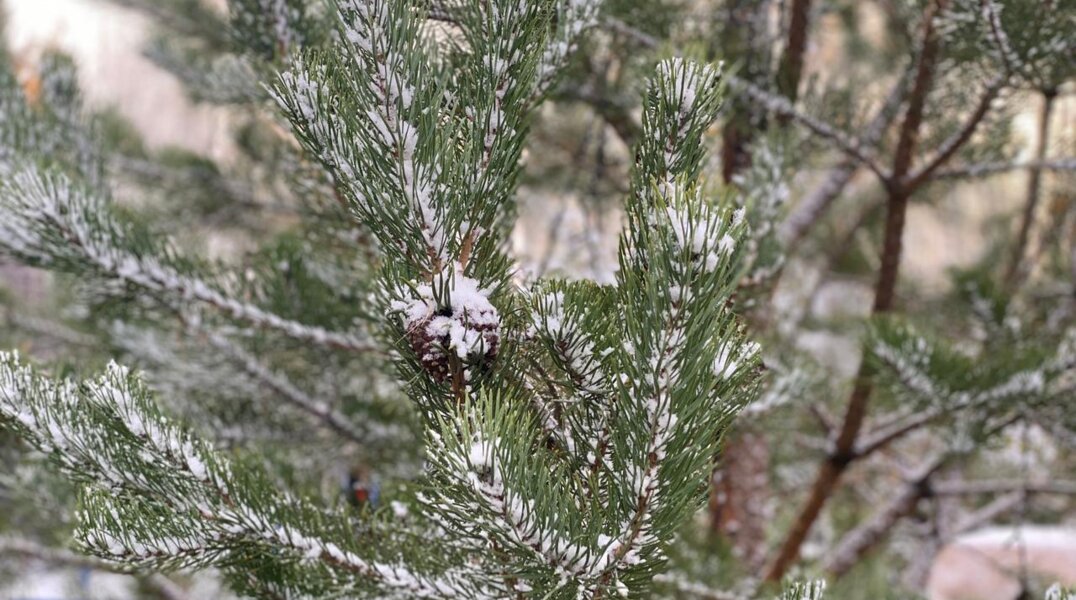 МЧС предупреждает пермяков о изморози