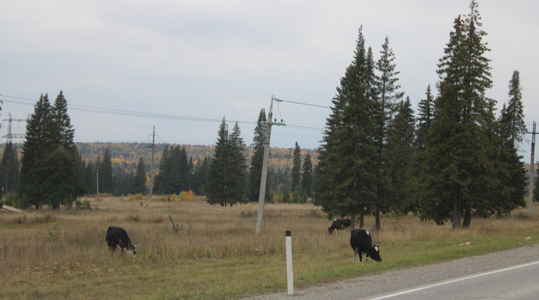 Суд взыскал с владельца коровы ущерб за аварию на дороге в Ильинском районе