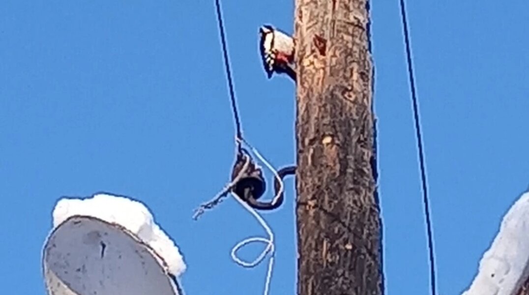 В Прикамье появился умный дятел, который разделывает шишки необычным способом