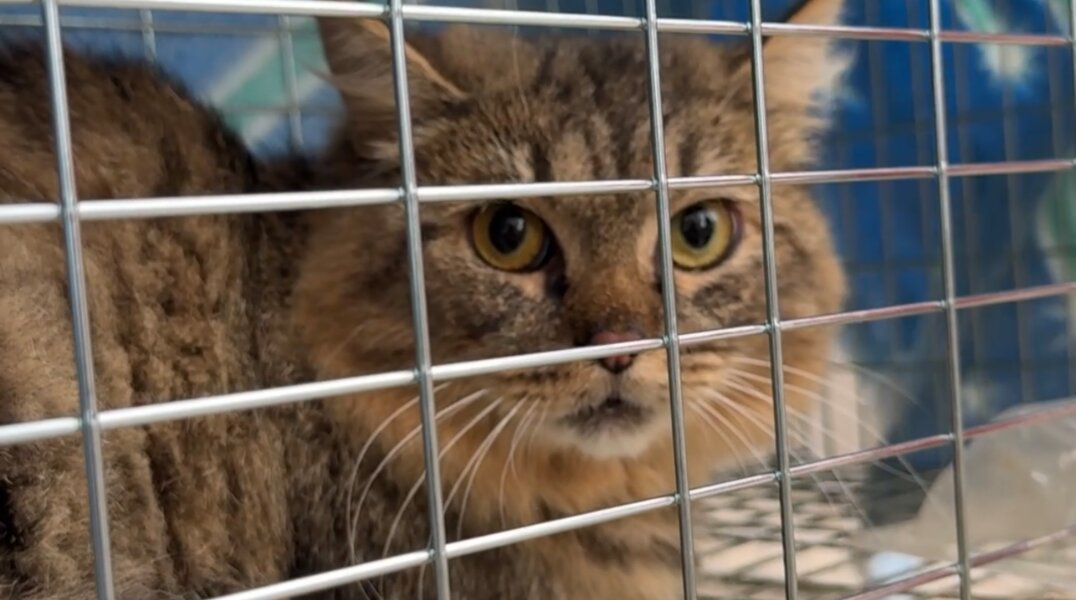 В Перми кота, прожившего в техпомещении сетевиков три месяца, вернули хозяину