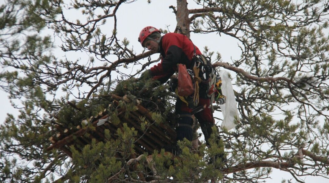В Прикамье установили гнездовые платформы для беркутов