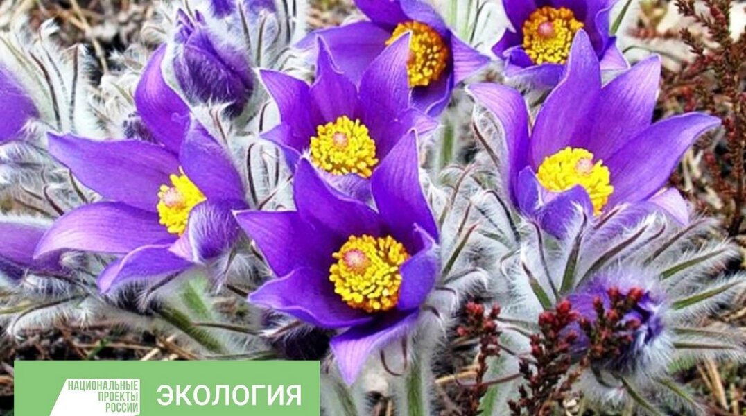 Из-за раннего схода снега в Пермском крае начали распускаться первоцветы