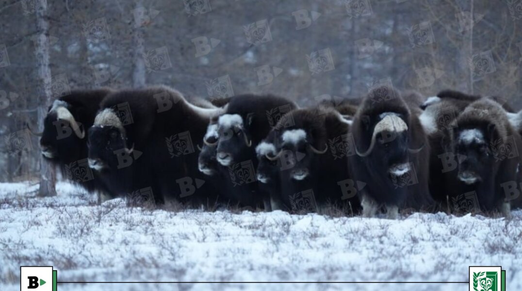 В Пермском зоопарке появятся ямальские овцебыки