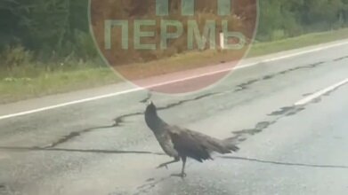 В Прикамье на трассе увидели павлина